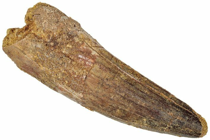 Fossil Spinosaurus Tooth - Real Dinosaur Tooth #310175